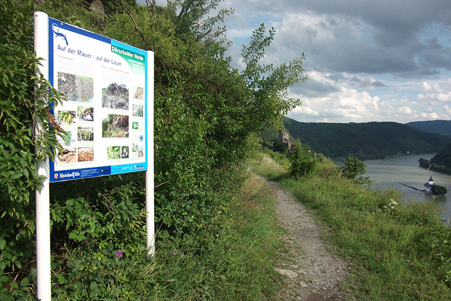 Wandern auf dem Rheinsteig